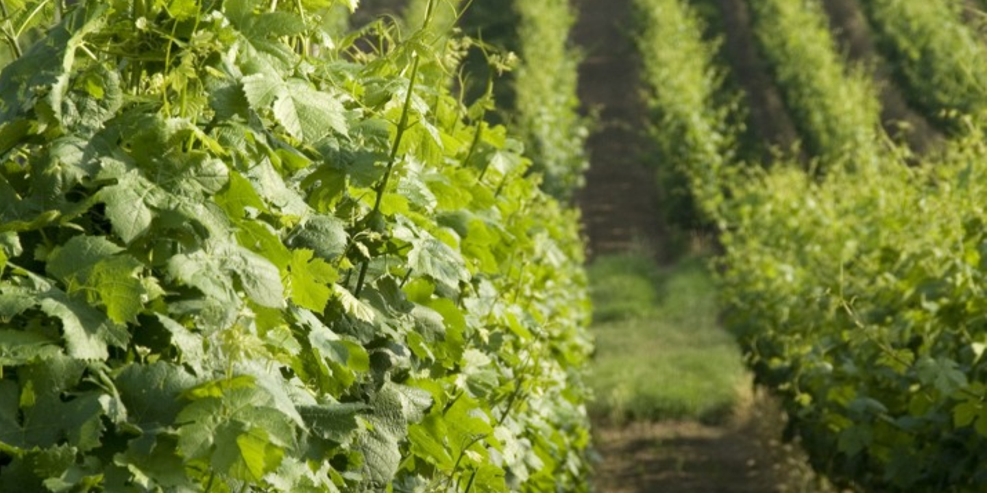 porzellan & wein – kombiführung